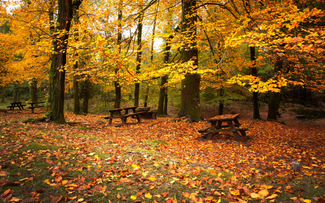 Autumn leaves park bench fantasy free wallpaper for desktop - medium preview image