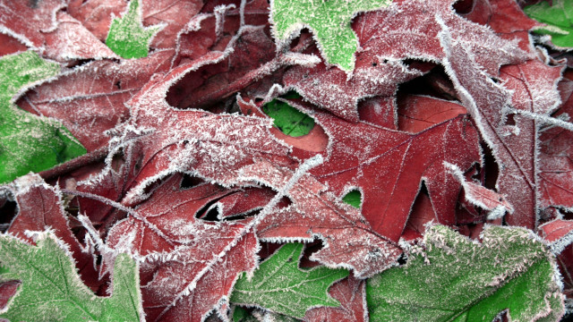 Red leaves frosty ecological forest free wallpaper for desktop - medium preview image