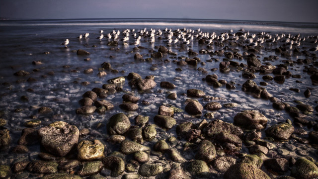 Birds rocky beach ocean group free wallpaper for desktop - medium preview image
