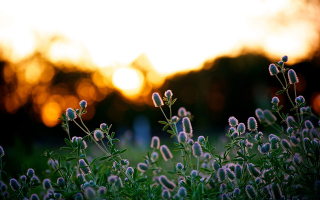 Flower field sunset blurry shallow free wallpaper for desktop - medium preview image