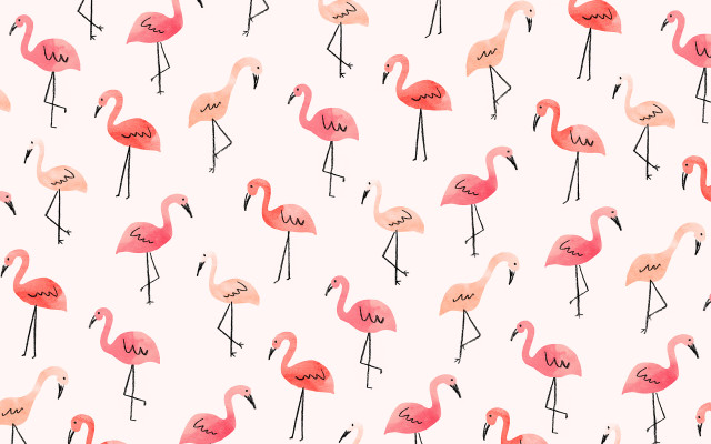 Flamingos group standing white background free wallpaper for desktop - medium preview image