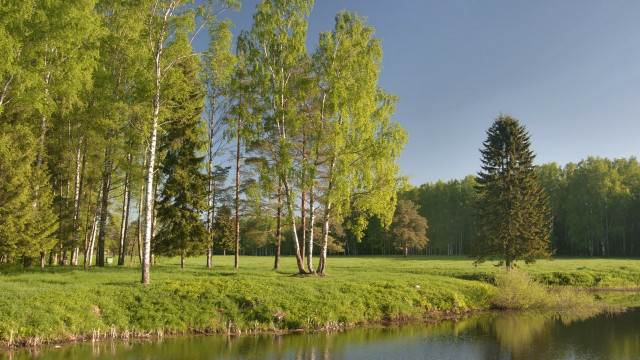 Grassy field river trees blue free wallpaper for desktop - medium preview image