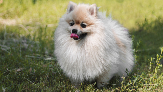 Small dog grass tongue out #2 free wallpaper for desktop - medium preview image