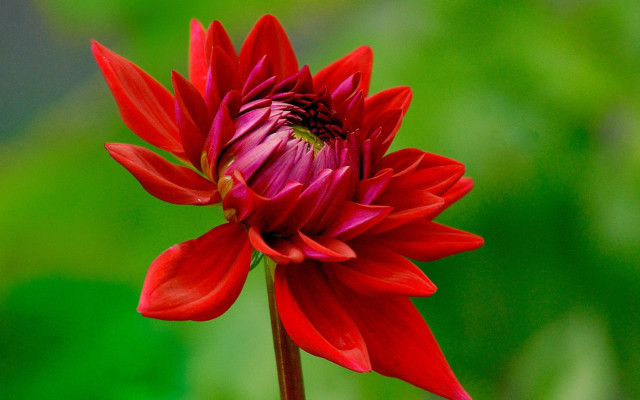 Red flower green background macro free wallpaper for desktop - medium preview image