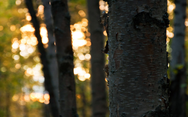 Tree trunk bokeh city lights free wallpaper for desktop - medium preview image