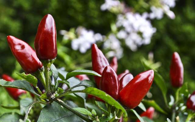 Red peppers plant leaves flowers free wallpaper for desktop - medium preview image