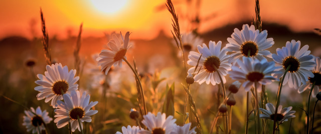 Daisy field sunset fireworks floral free wallpaper for desktop - medium preview image