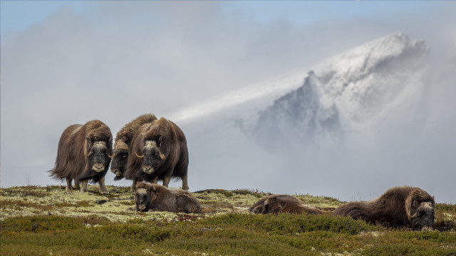 Bison hilltop grass mountain snow free wallpaper for desktop - medium preview image