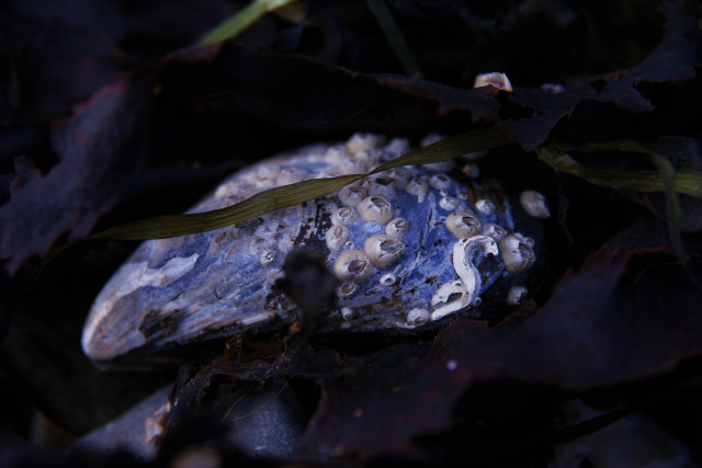 Rock plant ground dark leaves #2 free wallpaper for desktop - medium preview image