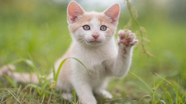 Kitten blue eyes grass daisy free wallpaper for desktop - medium preview image