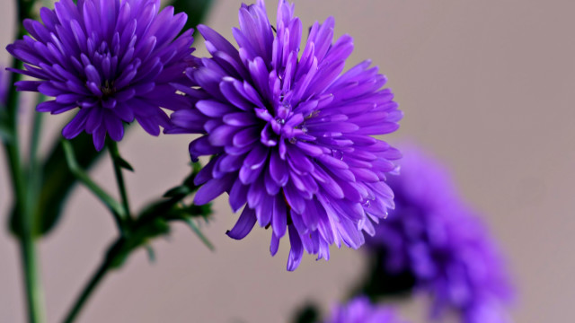 Purple flower macro bokeh blurry free wallpaper for desktop - medium preview image