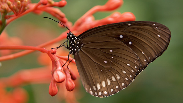 Butterfly on flower red background free wallpaper for desktop - medium preview image