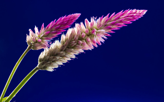 Flower blue background sky feathers free wallpaper for desktop - medium preview image