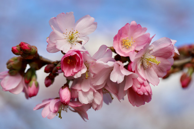 Pink flowers blooming tree blue free wallpaper for desktop - medium preview image