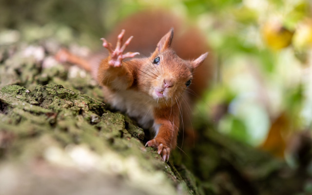 Red squirrel on tree trunk free wallpaper for desktop - medium preview image
