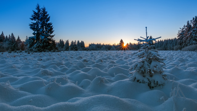 Snowy field trees sunset blue free wallpaper for desktop - medium preview image