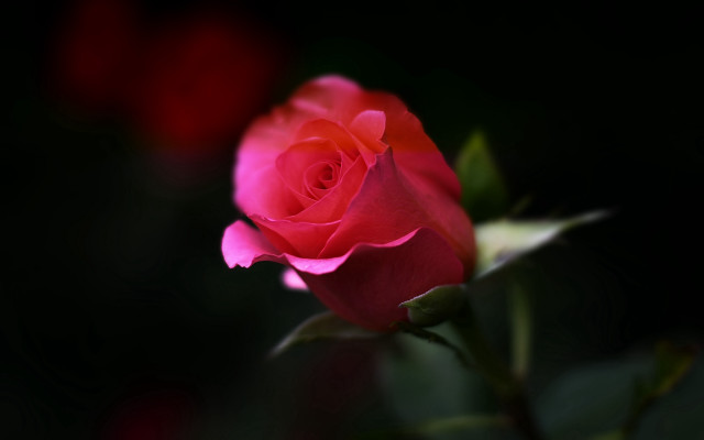 Pink rose macro neo romanticism free wallpaper for desktop - medium preview image