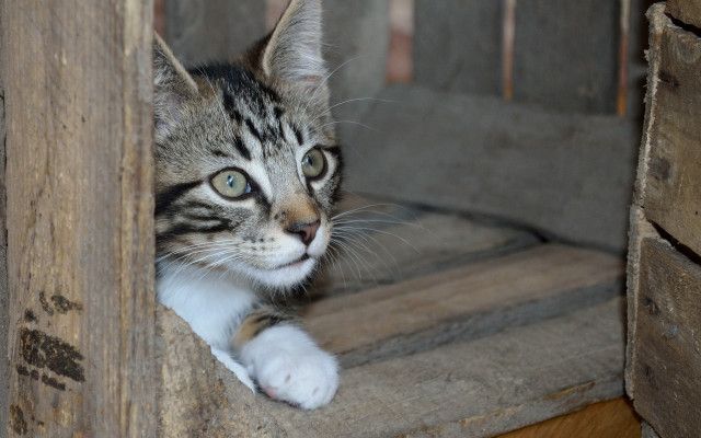Cat chair paw focus blurry free wallpaper for desktop - medium preview image