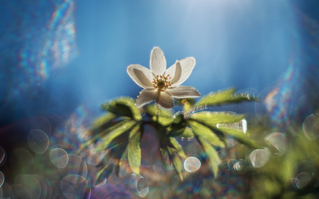 Flower sunlight bokeh leaves macro free wallpaper for desktop - medium preview image