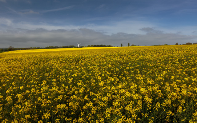 Yellow flowers windmill cloudy sunset free wallpaper for desktop - medium preview image