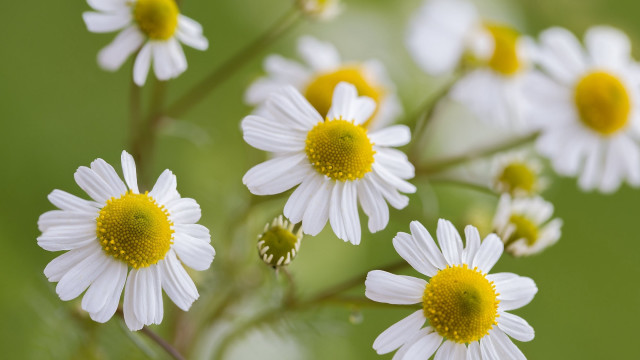 White flowers yellow centers field #2 free wallpaper for desktop - medium preview image