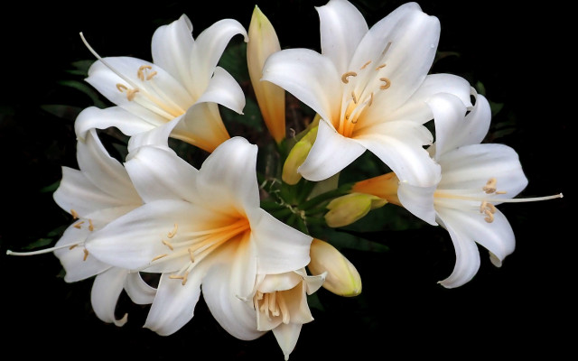 White flowers black background floral #3 free wallpaper for desktop - medium preview image