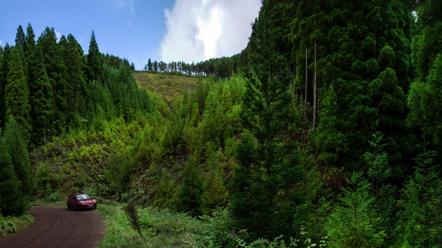 Car road forest bush cloud free wallpaper for desktop - medium preview image