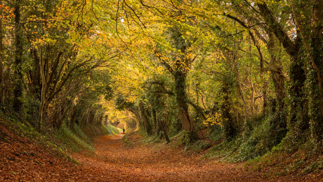 Dirt road autumn leaves forest #4 free wallpaper for desktop - medium preview image