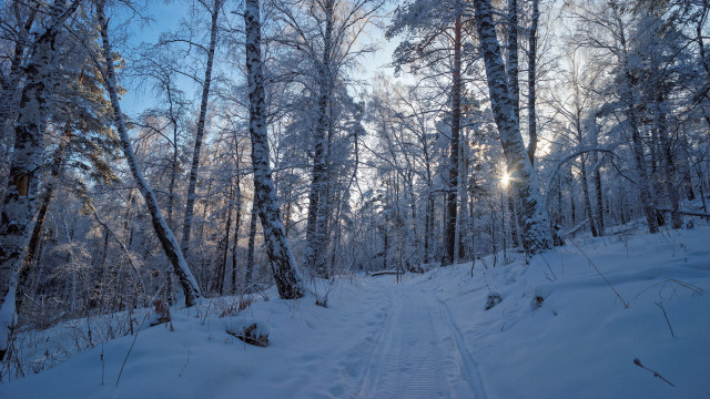 Snowy forest path sunlight winter #3 free wallpaper for desktop - medium preview image