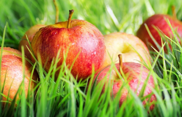 Apples grass sunny bokeh nature free wallpaper for desktop - medium preview image