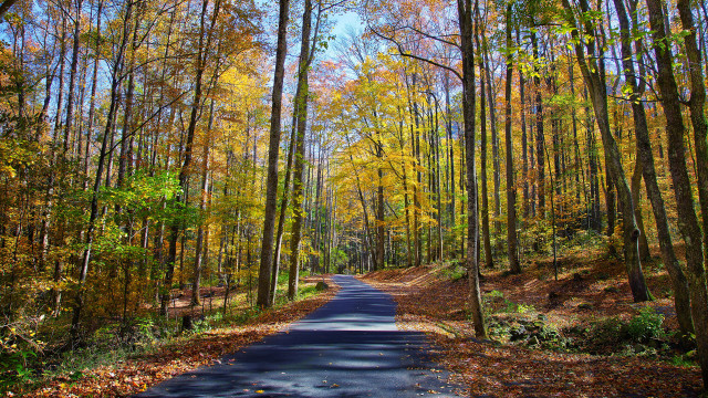Forest road autumn leaves fence #2 free wallpaper for desktop - medium preview image