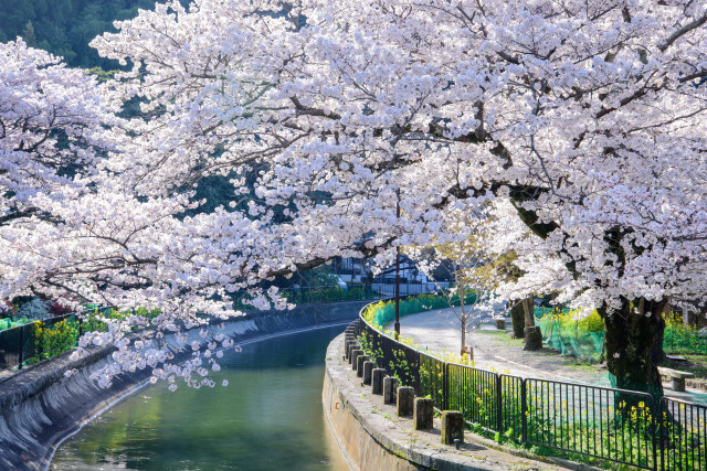 River flowers bridge tree scenery free wallpaper for desktop - medium preview image