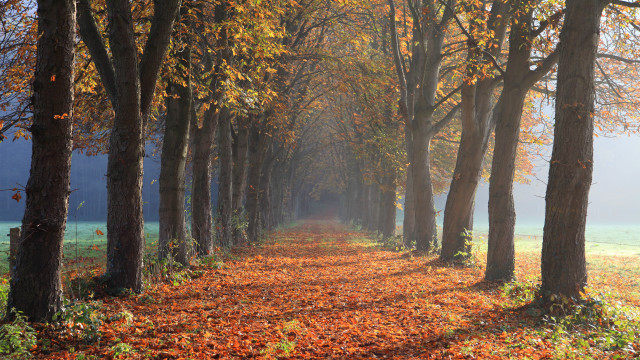 Autumn forest leaves campfire sunset free wallpaper for desktop - medium preview image