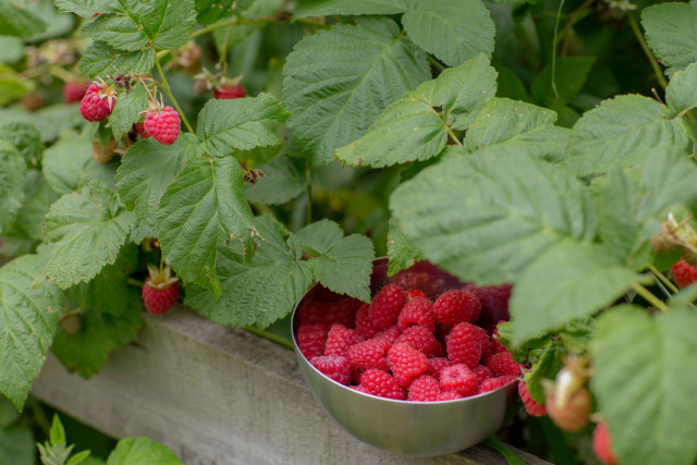 Bowl raspberries wooden fence green free wallpaper for desktop - medium preview image