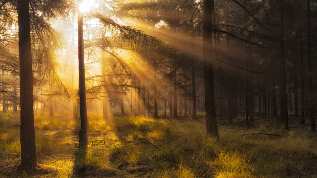 Sunbeam forest trees grass crepuscular free wallpaper for desktop - medium preview image