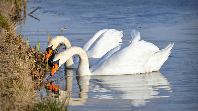 Swans water touching head nature free wallpaper for desktop - medium preview image