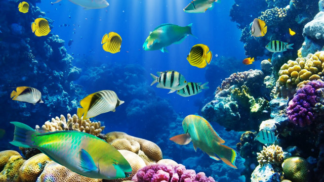 Fish aquarium corals sponges swimming free wallpaper for desktop - medium preview image
