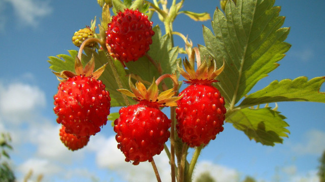 Ripe berries branch leaves sky free wallpaper for desktop - medium preview image