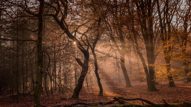 Forest sunbeam trail nature jigsaw free wallpaper for desktop - medium preview image