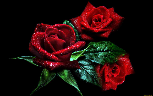 Red roses green leaves water free wallpaper for desktop - medium preview image