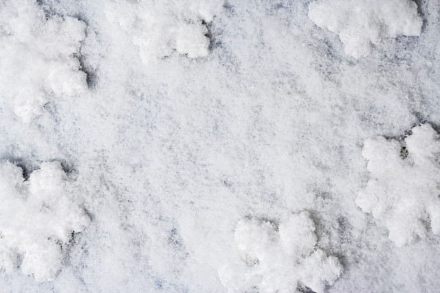 Snow cherry blossoms bird hanami free wallpaper for desktop - medium preview image