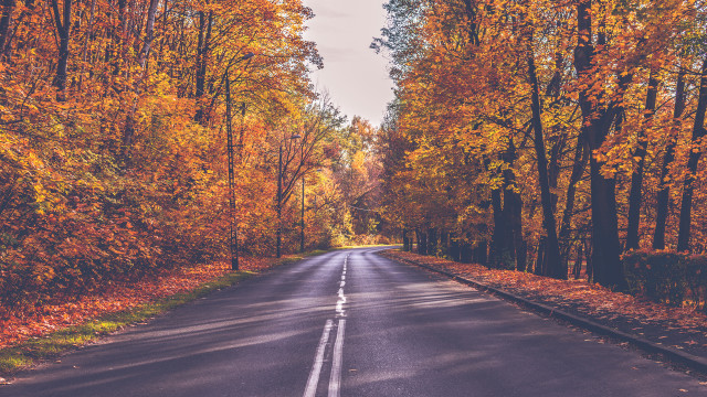 Autumn leaves forest city sunset free wallpaper for desktop - medium preview image