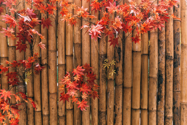 Bamboo fence red leaves architecture free wallpaper for desktop - medium preview image