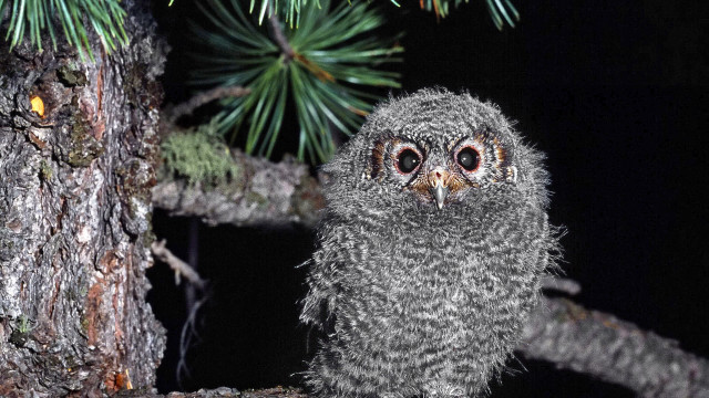 Small owl night glowing eyes #2 free wallpaper for desktop - medium preview image