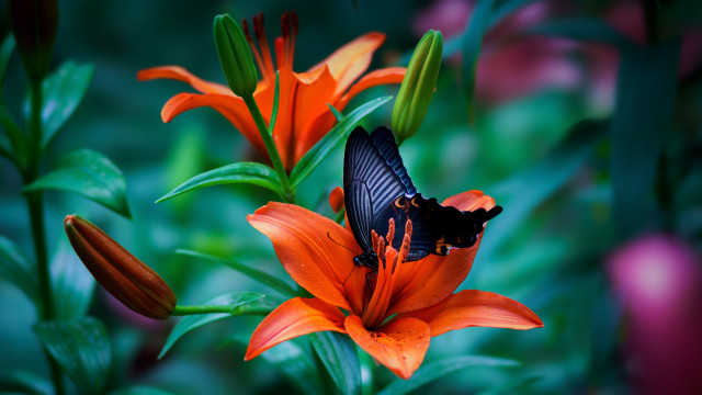 Butterfly flower garden orange green free wallpaper for desktop - medium preview image