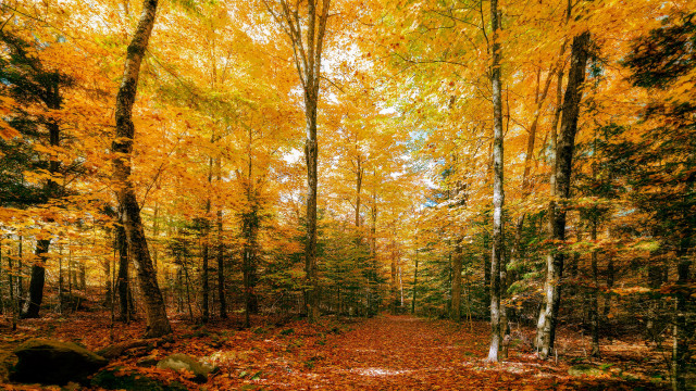 Autumn woodland leaves fall fire free wallpaper for desktop - medium preview image