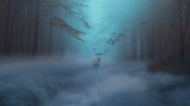 Deer foggy forest path magic free wallpaper for desktop - medium preview image