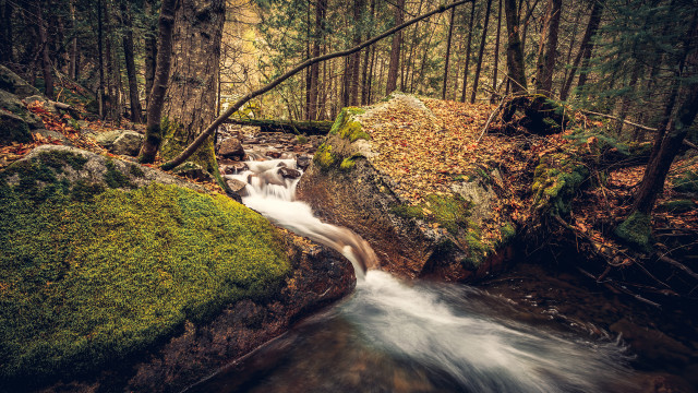 Forest stream moss rocks bridge free wallpaper for desktop - medium preview image
