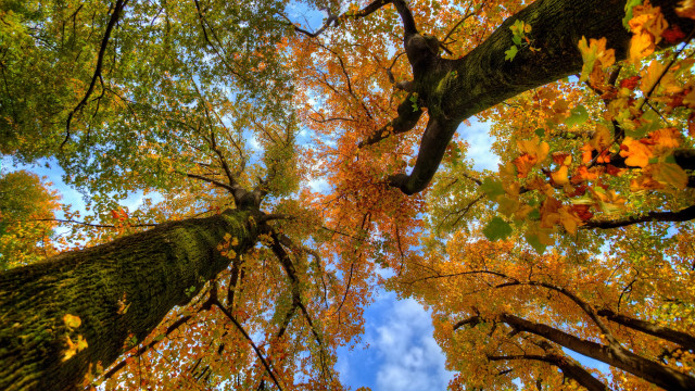 Autumn trees leaves sky nature free wallpaper for desktop - medium preview image