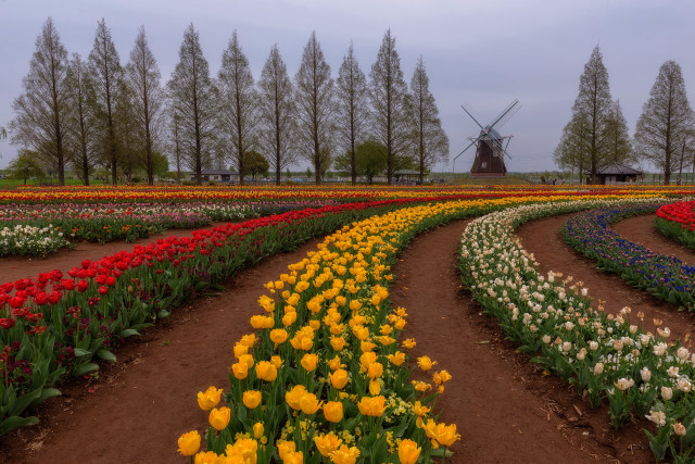 Flower field windmill autumn sunset free wallpaper for desktop - medium preview image